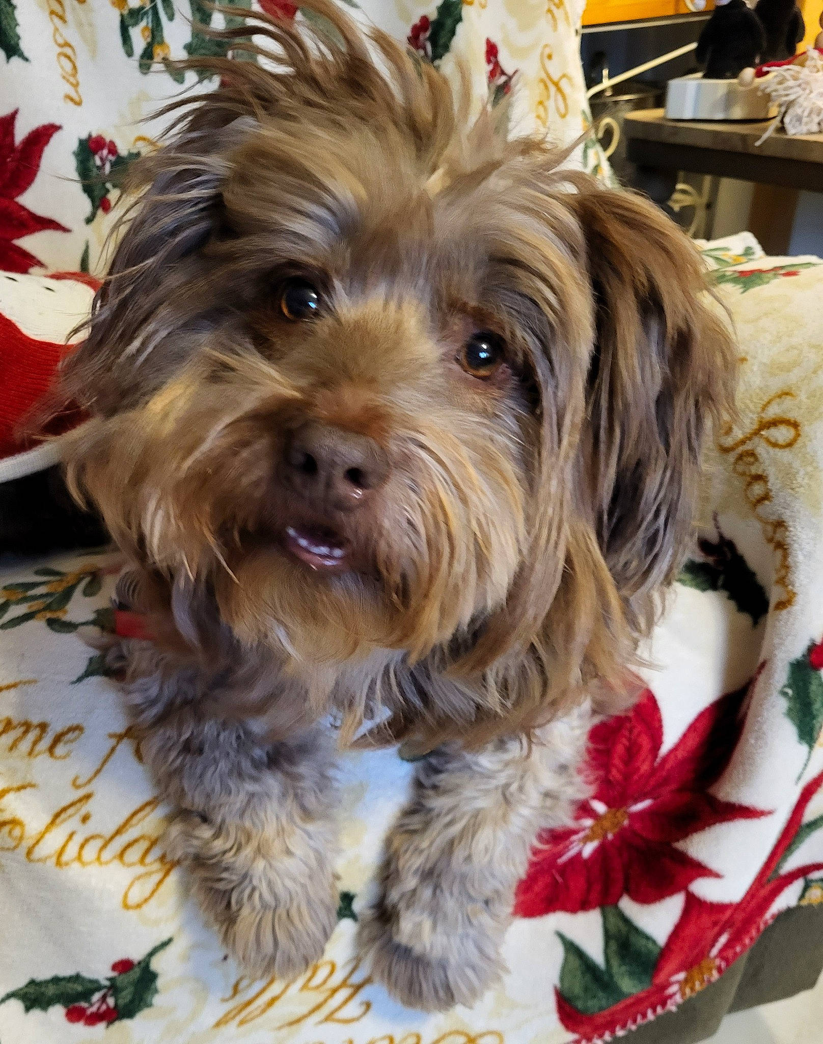 Maxwellchewbaccaburgerburger