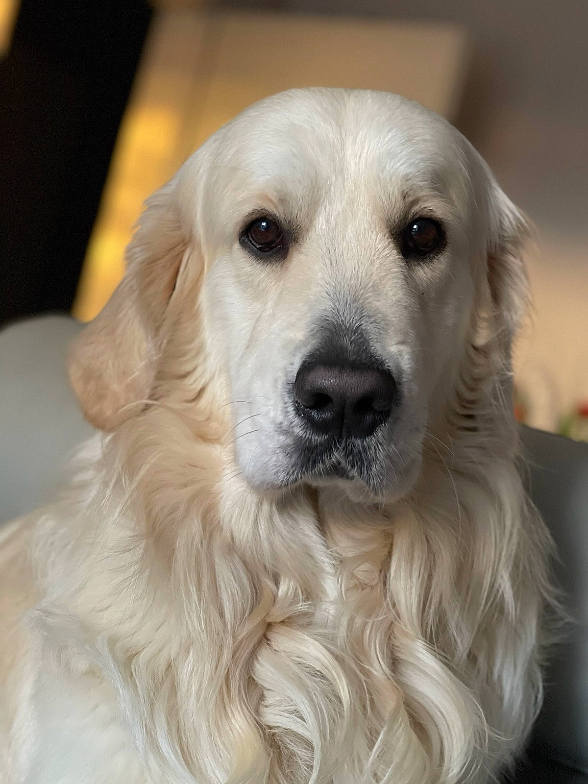 Samy a rejoint le concours — aidez-le/la à gagner de superbes lots ! canidae, carnivore, companion_dog, dog, dog_breed, eye, fawn, fur, gun_dog, natural_material, plant, snout, sporting_group, whiskers