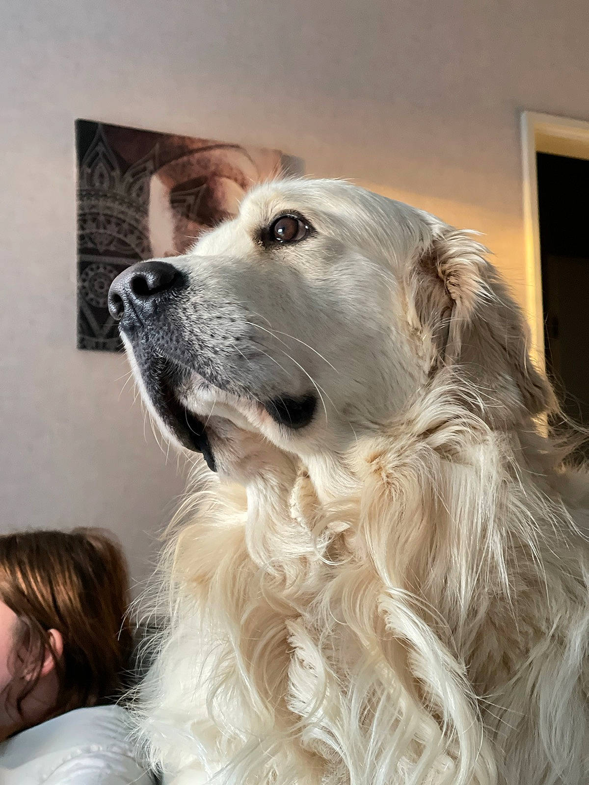 Samy participe au concours pour gagner de l'argent avec cette photo : ancient_dog_breeds, canidae, carnivore, companion_dog, dog, dog_breed, fang, fur, gun_dog, snout, sporting_group, whiskers, window, working_dog