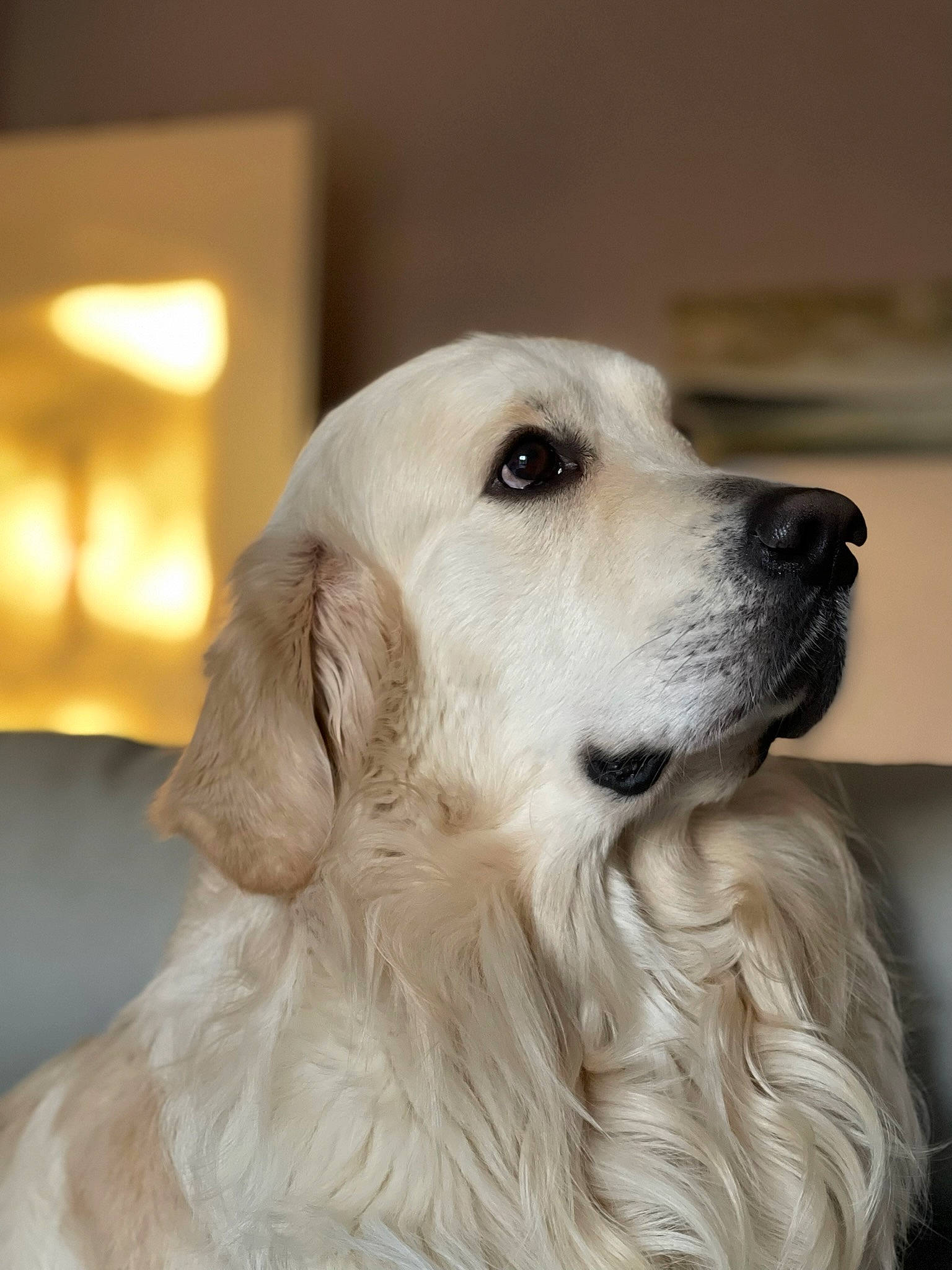 Samy a rejoint le concours — aidez-le/la à gagner de superbes lots ! canidae, carnivore, companion_dog, dog, dog_breed, fawn, flooring, fur, gun_dog, head, pet_supply, snout, sporting_group, whiskers