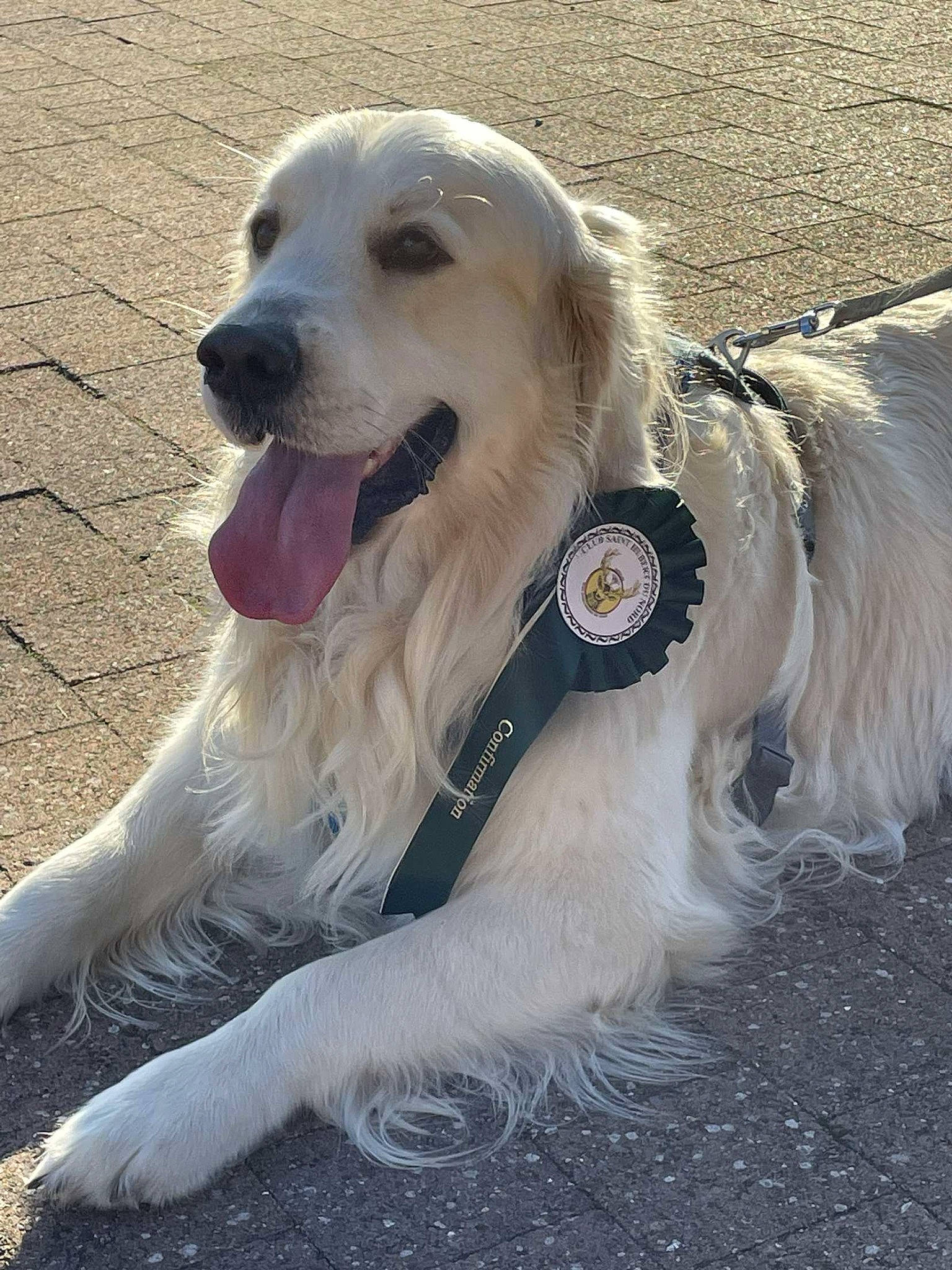 Samy a rejoint le concours — aidez-le/la à gagner de superbes lots ! ancient_dog_breeds, canidae, carnivore, companion_dog, dog, dog_breed, dog_collar, fang, fur, gun_dog, kuvasz, pet_supply, snout, sporting_group, whiskers, working_dog