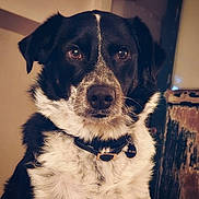 Nepal joined the competition — help win amazing prizes! dog, black_and_white, collar, pet, portrait, close_up, fur, indoor, animal, canine, tag, looking_at_camera, ears, snout, whiskers, expression, domestic_animal, face, mammal, furry