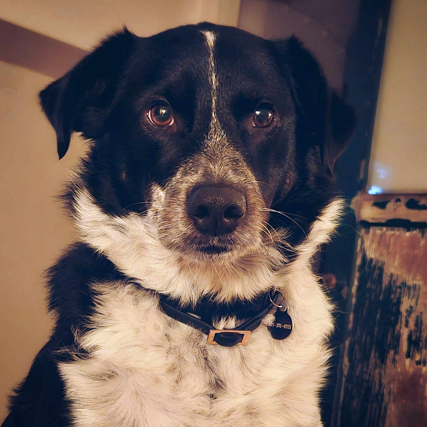 Nepal joined the competition — help win amazing prizes! animal, black_and_white, canine, close_up, collar, dog, domestic_animal, ears, expression, face, fur, furry, indoor, looking_at_camera, mammal, pet, portrait, snout, tag, whiskers