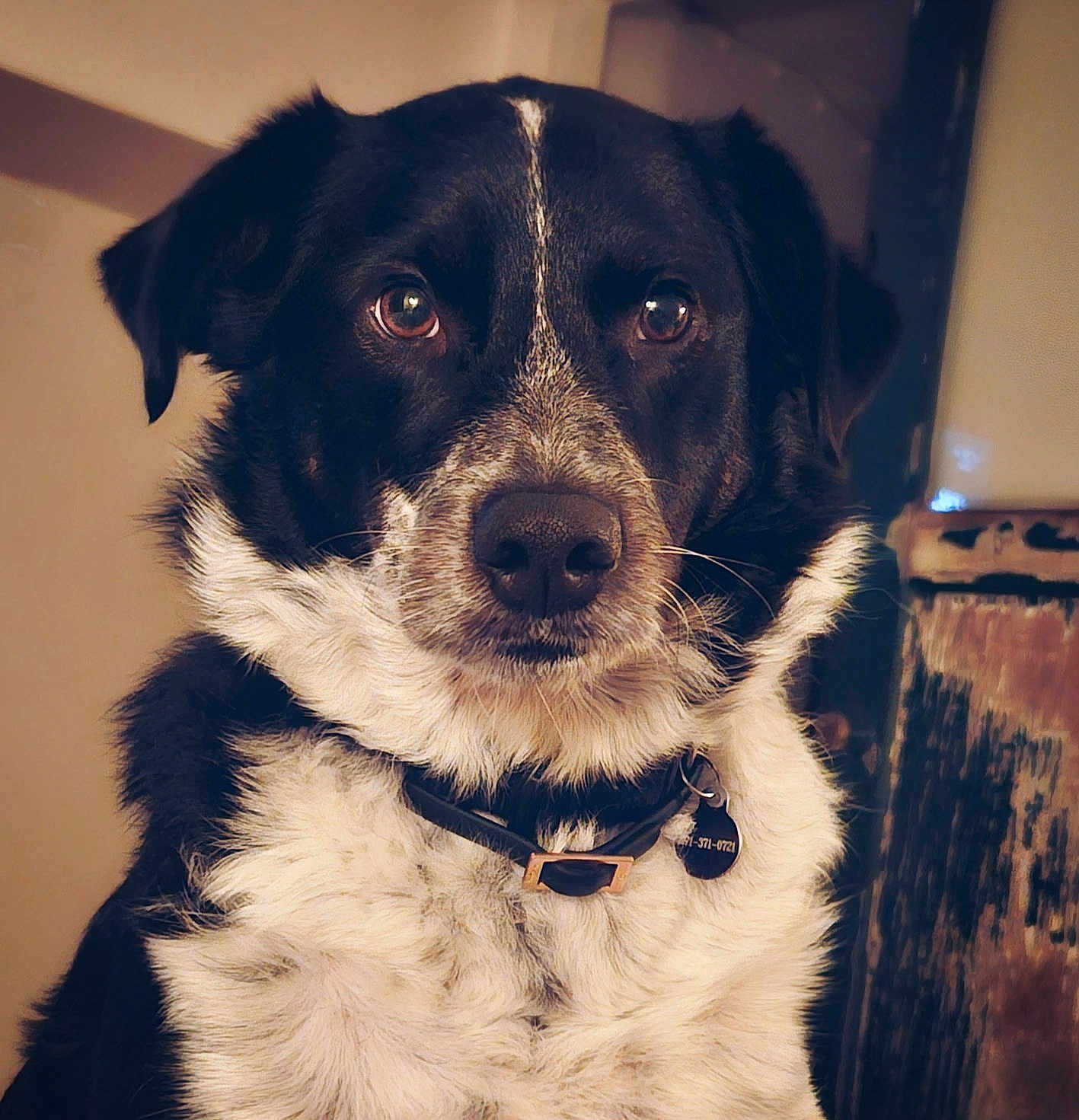 Nepal joined the competition — help win amazing prizes! dog, black_and_white, collar, pet, portrait, close_up, fur, indoor, animal, canine, tag, looking_at_camera, ears, snout, whiskers, expression, domestic_animal, face, mammal, furry
