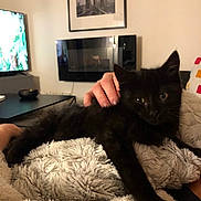 Chocho a rejoint le concours — aidez-le/la à gagner de superbes lots ! animal, black_cat, blanket, comfort, couch, cozy, cute, domestic, furniture, hand, home_interior, indoor, kitten, living_room, pet, relaxing, resting, soft_texture, television, wall_art