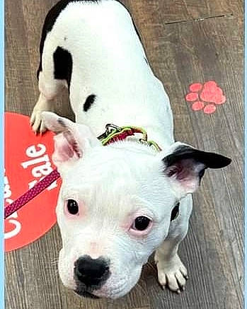 Kona is registered to the contest to win money with this photo: bull_terrier, canidae, carnivore, collar, companion_dog, dog, dog_breed, dog_collar, dog_supply, ear, fawn, fur, happy, head, pet_supply, snout, sporting_group, terrier, whiskers, working_animal