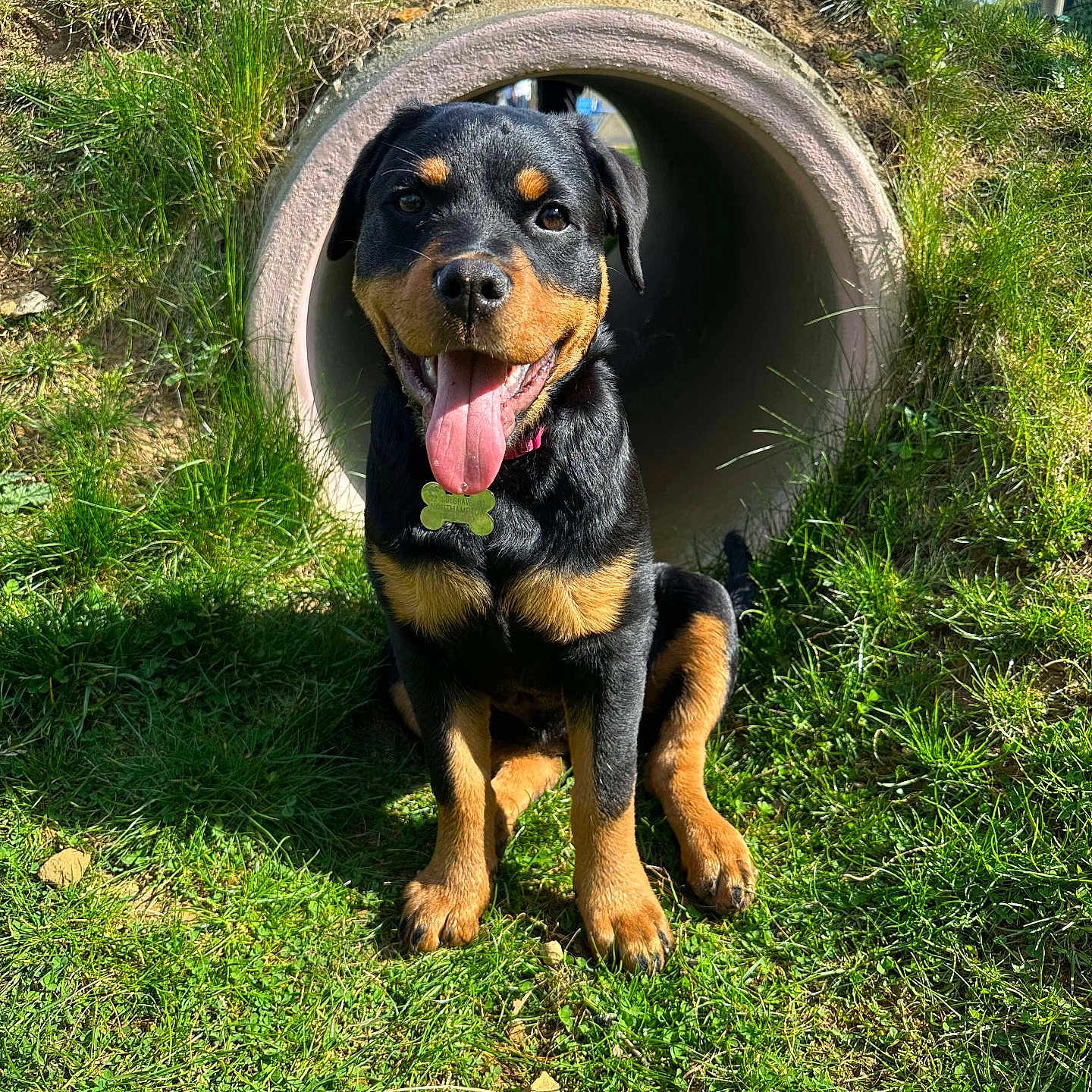 Willow is registered to the contest to win money with this photo: alloywheel, animal, architecture, building, canine, car, carwheel, dog, grass, machine, outdoors, pet, plant, puppy, shelter, spoke, tire, transportation, vehicle, wheel