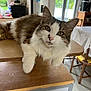 cat, fluffy, table, indoor, window, wooden_furniture, curious, pet, domestic_animal, home, kitchen, natural_light, relaxed, whiskers, ears, face, paws, fur, household, casual