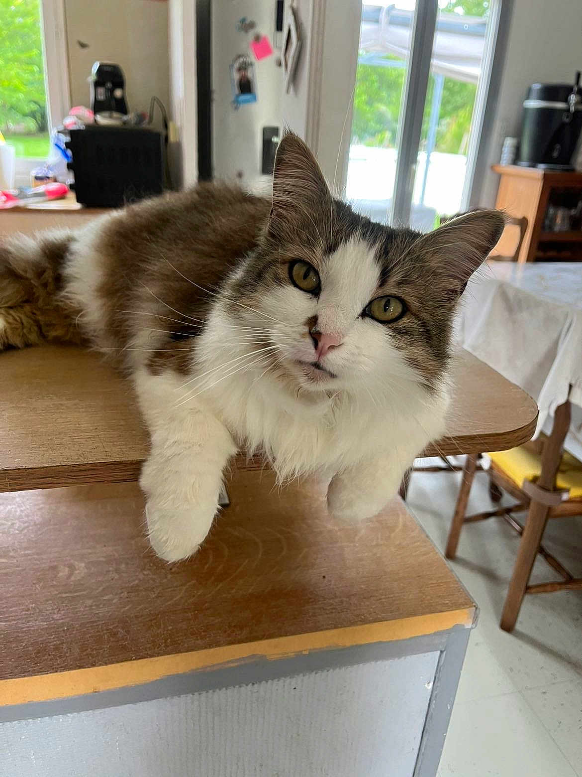 Chanel a rejoint le concours — aidez-le/la à gagner de superbes lots ! cat, fluffy, table, indoor, window, wooden_furniture, curious, pet, domestic_animal, home, kitchen, natural_light, relaxed, whiskers, ears, face, paws, fur, household, casual