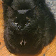 Willow is registered to the contest to win money with this photo: cat, black_cat, pet, animal, fur, whiskers, indoor, wooden_floor, cute, curious, closeup, sitting, feline, mammal, domestic_animal, portrait, face, eyes, fur_texture