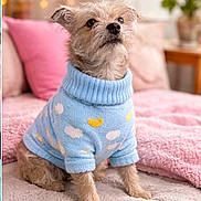 Lady is registered to the contest to win money with this photo: bed, beige_blanket, blanket, blue_sweater, cloud_pattern, cozy, cute, dog, fluffy, fur, furniture, home, indoor, looking_away, pet, pink_blanket, sitting, small_dog, sun_pattern, sweater