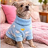 bed, beige_blanket, blanket, blue_sweater, cloud_pattern, cozy, cute, dog, fluffy, fur, furniture, home, indoor, looking_away, pet, pink_blanket, sitting, small_dog, sun_pattern, sweater