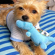 Azule is registered to the contest to win money with this photo: dog, small_dog, plush_toy, blue_toy, striped_shirt, bedspread, blue_stripes, indoor, pet, cute, fluffy, lying_down, toy_in_mouth, ears, fur, animal, companion, cozy, resting, closeup