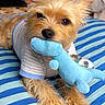 animal, bedspread, blue_stripes, blue_toy, closeup, companion, cozy, cute, dog, ears, fluffy, fur, indoor, lying_down, pet, plush_toy, resting, small_dog, striped_shirt, toy_in_mouth
