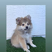 Mylo joined the competition — help win amazing prizes! adorable, animal, background, canine, cute, dog, domestic_animal, fluffy, friendly, fur, grass, nature, outdoor, pet, portrait, puppy, sitting, small, white_wall, young