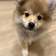 Mylo joined the competition — help win amazing prizes! puppy, dog, fluffy, brown, white, cute, pet, animal, indoor, floor, young, fur, ears, nose, closeup, portrait, curious, looking, small, domestic