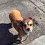 Mia Amor joined the competition — help win amazing prizes! dog, small_dog, brown_fur, pink_bows, ears, sidewalk, shadow, leash, outdoor, sunlight, curious, pet, animal, cute, walking, pavement, urban, daylight, fur, looking_up
