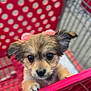 Mia Amor is registered to the contest to win money with this photo: puppy, dog, small_dog, shopping_cart, red, cute, pet, animal, fur, close_up, face, ears, eyes, nose, paws, blurred_background, outdoor, curious, young, adorable