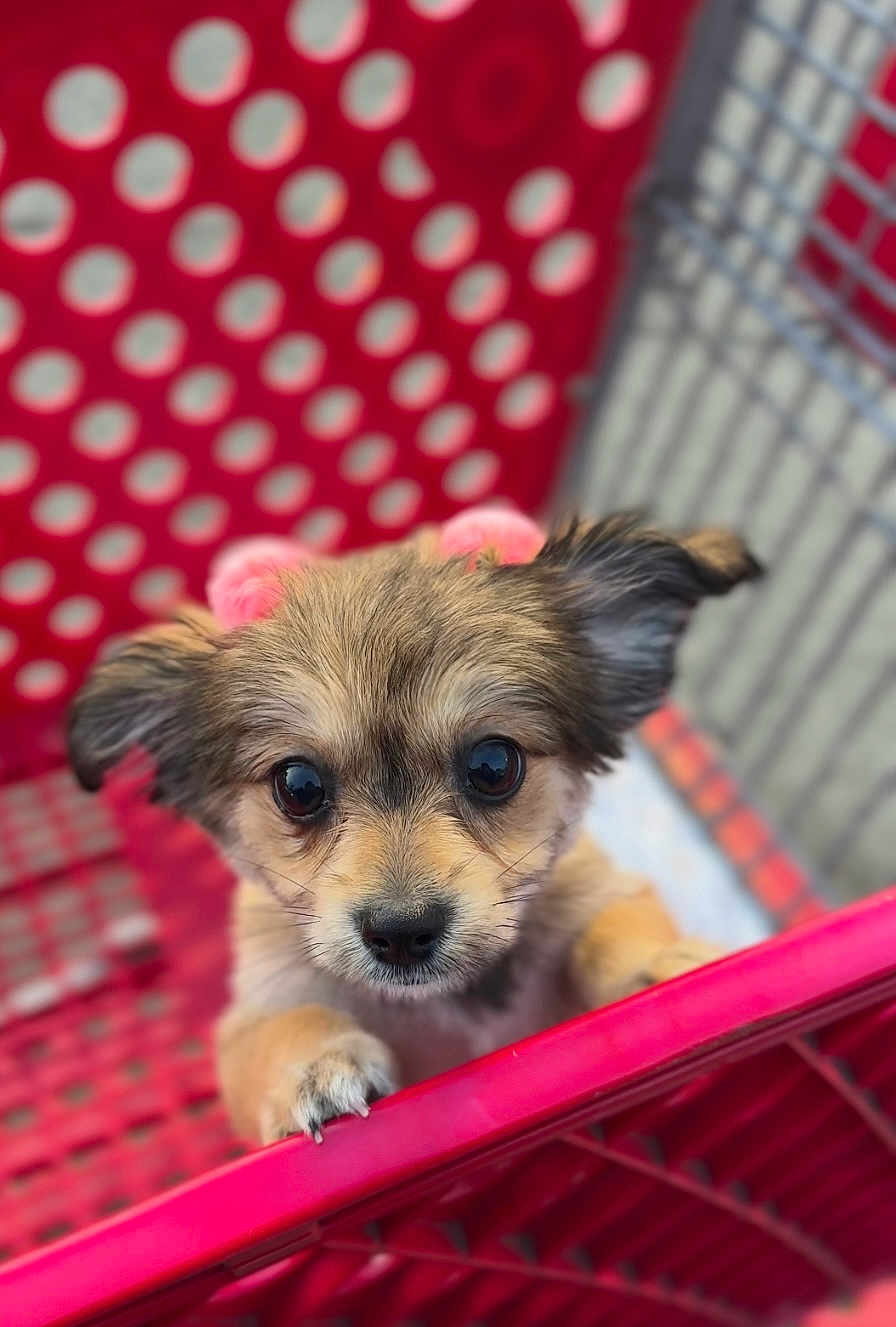 Mia Amor is registered to the contest to win money with this photo: puppy, dog, small_dog, shopping_cart, red, cute, pet, animal, fur, close_up, face, ears, eyes, nose, paws, blurred_background, outdoor, curious, young, adorable