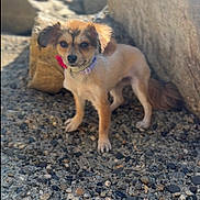 Mia Amor is registered to the contest to win money with this photo: dog, small_dog, puppy, outdoor, rocks, sunlight, collar, curious, calm, fur, ears, tail, nature, pet, animal, close_up, ground, daylight, standing, portrait