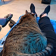 Fidèle participe au concours pour gagner de l'argent avec cette photo : cat, tabby_cat, pet, indoor, legs, socks, slippers, feet, blanket, living_room, hardwood_floor, speaker, cozy, fur, tail, reclining, relax, home, striped, closeup