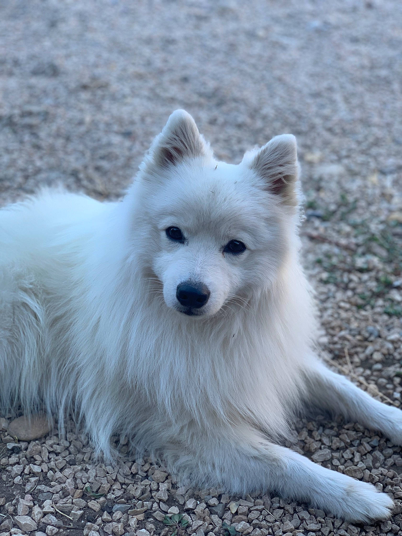 Aiko a rejoint le concours — aidez-le/la à gagner de superbes lots ! american_eskimo_dog, arctic, canidae, carnivore, companion_dog, dog, dog_breed, fur, german_spitz, german_spitz_mittel, japanese_spitz, non_sporting_group, samoyed, snout, spitz, terrestrial_animal, volpino_italiano