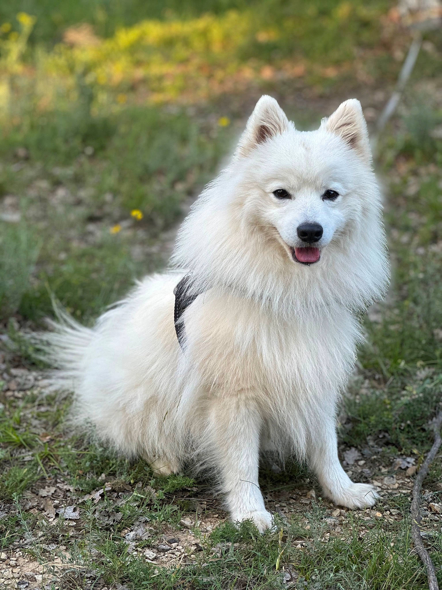 Aiko a rejoint le concours — aidez-le/la à gagner de superbes lots ! american_eskimo_dog, ancient_dog_breeds, canidae, carnivore, companion_dog, dog, dog_breed, german_spitz, german_spitz_klein, grass, indian_spitz, japanese_spitz, non_sporting_group, plant, snout, spitz, sporting_group, volpino_italiano, working_animal, working_dog