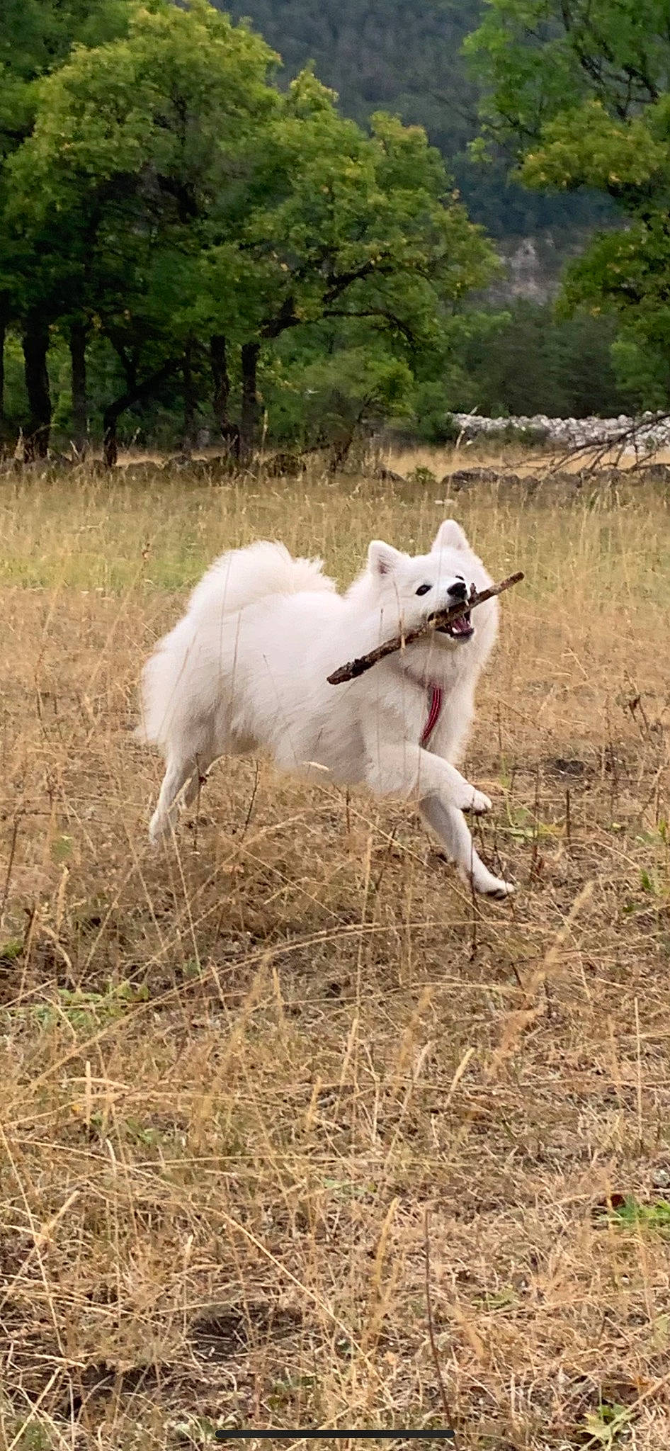 Aiko a rejoint le concours — aidez-le/la à gagner de superbes lots ! canidae, carnivore, companion_dog, dog, dog_breed, grass, grassland, pasture, plant, sporting_group, tail, terrestrial_animal, tree, working_animal
