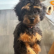 Mabel is registered to the contest to win money with this photo: puppy, dog, curly_fur, black, tan, paw, indoor, floor, slipper, rug, furniture, pet, animal, cute, fur, looking, standing, young, leg, leopard_print