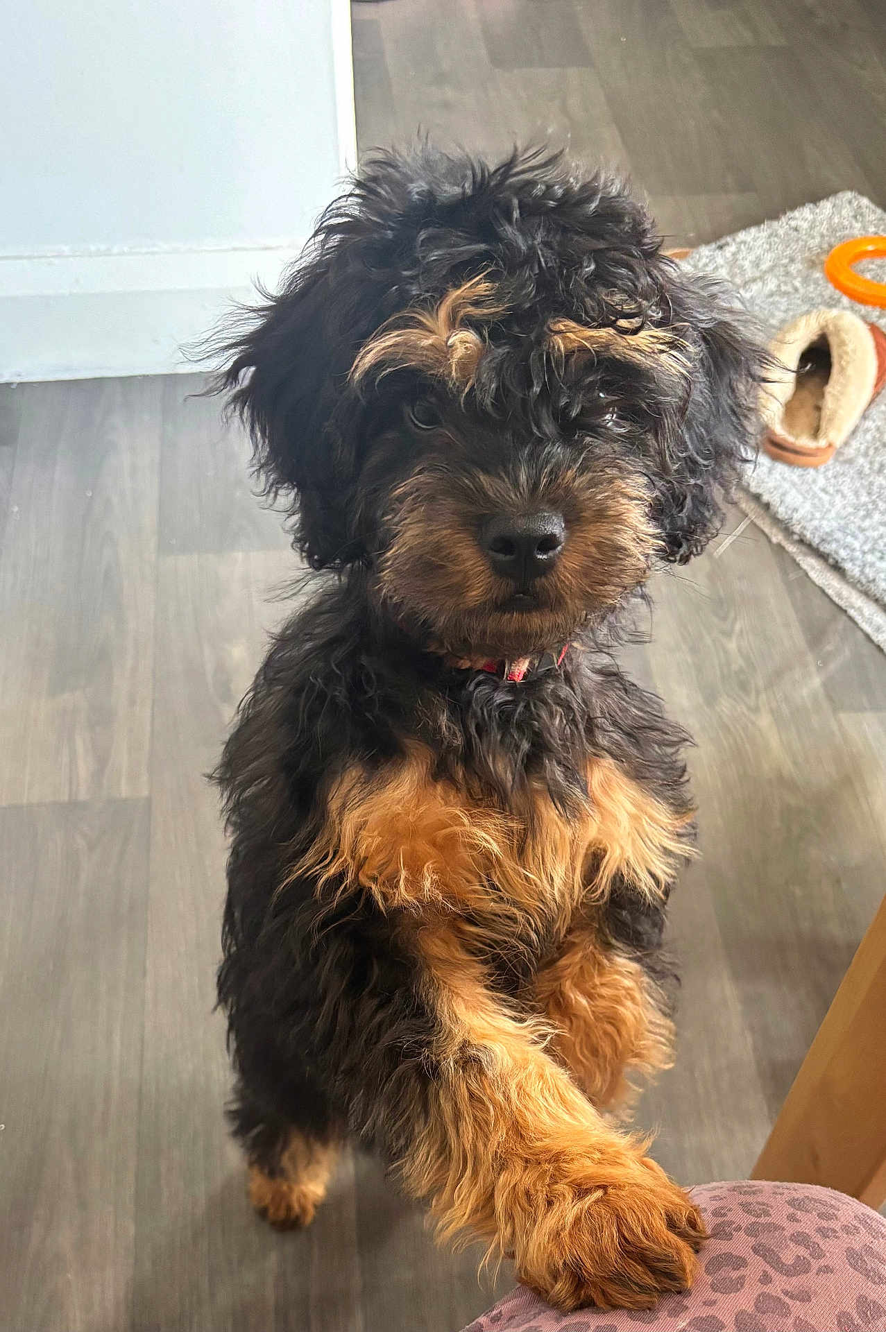 Mabel is registered to the contest to win money with this photo: puppy, dog, curly_fur, black, tan, paw, indoor, floor, slipper, rug, furniture, pet, animal, cute, fur, looking, standing, young, leg, leopard_print