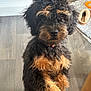 Maybel is registered to the contest to win money with this photo: puppy, dog, black, tan, curly_fur, standing, paw, floor, indoor, slipper, rug, attention, cute, pet, animal, fur, domestic, looking, leopard_print, background