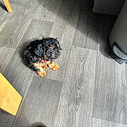 Maybel joined the competition — help win amazing prizes! puppy, dog, indoor, floor, wooden_floor, black_puppy, tan_puppy, sunlight, shadow, chair_leg, shoe, pet, small_dog, cute, fur, collar, tag, animal, domestic, companion
