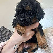 Mable joined the competition — help win amazing prizes! puppy, dog, black_and_brown, fluffy, small, cute, hand, tattoo, wrist, blanket, cozy, indoor, pet, animal, fur, paw, curious, young, holding, soft