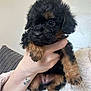 puppy, dog, black_and_brown, fluffy, small, cute, hand, tattoo, wrist, blanket, cozy, indoor, pet, animal, fur, paw, curious, young, holding, soft