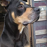 Shadow a rejoint le concours — aidez-le/la à gagner de superbes lots ! dog, canine, pet, animal, black_and_tan, indoor, doorway, wooden, fur, portrait, looking_away, ears, snout, house, companion, alert, side_view, muzzle, domestic_animal, curious