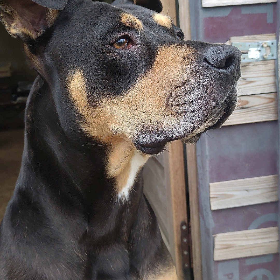 Shadow a rejoint le concours — aidez-le/la à gagner de superbes lots ! dog, canine, pet, animal, black_and_tan, indoor, doorway, wooden, fur, portrait, looking_away, ears, snout, house, companion, alert, side_view, muzzle, domestic_animal, curious