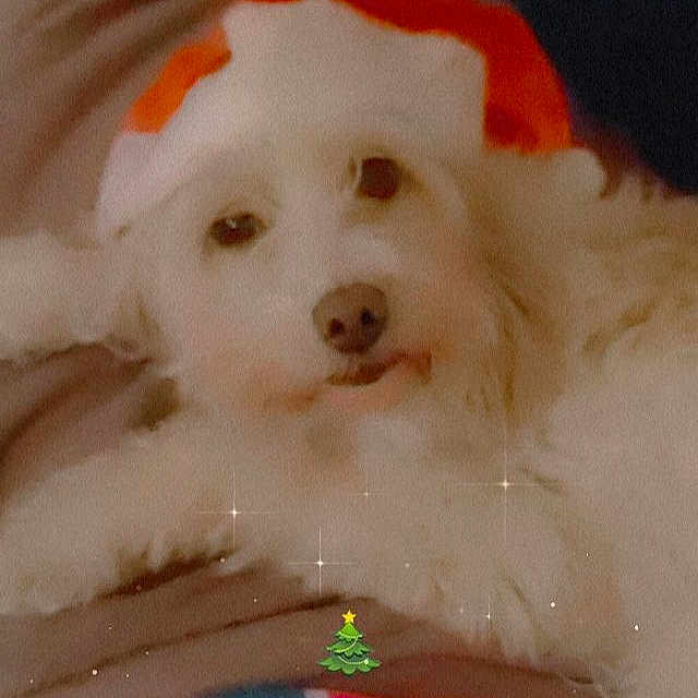 Chipie