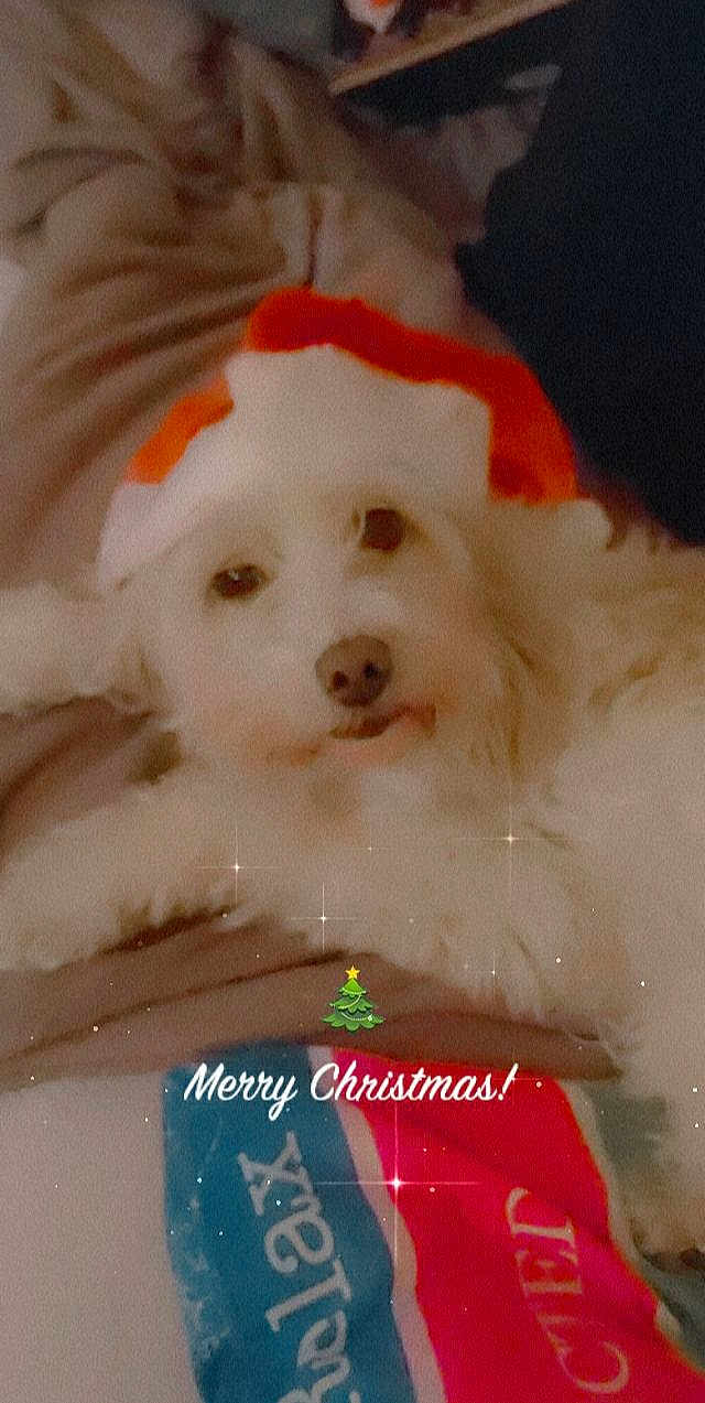 Chipie