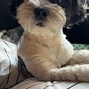 Moochi joined the competition — help win amazing prizes! dog, black_and_white, fluffy, pet, cushion, indoor, close_up, cute, animal, fur, nose, whiskers, relaxed, portrait, home, striped, soft, laying, companion, friendly