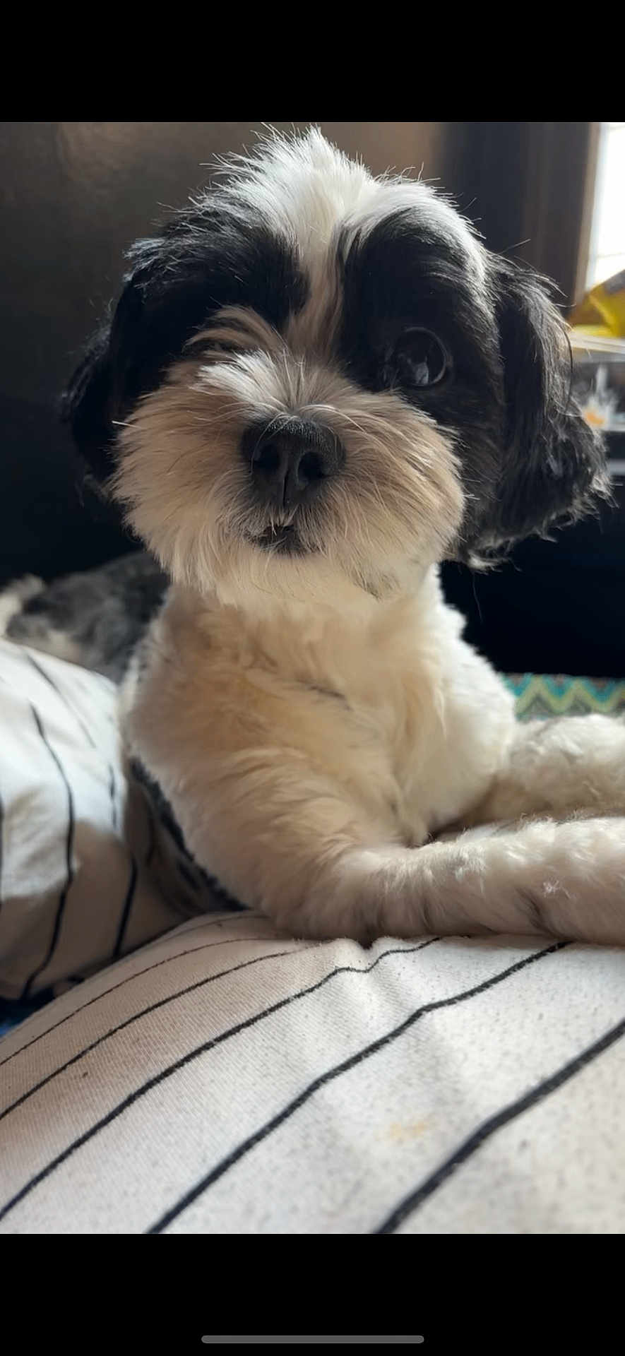 Moochi