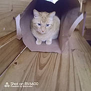 O'Malley a rejoint le concours — aidez-le/la à gagner de superbes lots ! animal, blue_eyes, box, cardboard_box, cat, cream_fur, cute, ears, front_view, home, indoors, kitten, paws, pet, photography, portrait, sitting, watermark, whiskers, wooden_floor