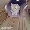 animal, blue_eyes, box, cardboard_box, cat, cream_fur, cute, ears, front_view, home, indoors, kitten, paws, pet, photography, portrait, sitting, watermark, whiskers, wooden_floor