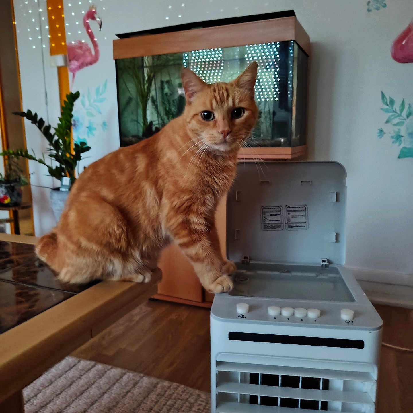 O'Malley
