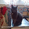 Berlioz participe au concours pour gagner de l'argent avec cette photo : animal, cat, colorful, curtains, cushions, ears, feline, fur, gray_cat, home, indoors, musical_instrument, patterned, pet, piano, portrait, sitting, watermark, whiskers, window
