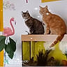 animal, aquarium, cat, cats, feline, fish_tank, flamingo, greenery, home_decor, houseplant, indoor, orange_cat, pet, photograph, portrait, shelf, sitting, sparkles, tabby_cat, wood