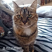 Vanille a rejoint le concours — aidez-le/la à gagner de superbes lots ! animal, bed, bedding, blanket, cat, close_up, cozy, facial_expression, furry, golden_eyes, home, indoors, looking_at_camera, pet, photography, portrait, sitting, striped_fur, tabby_cat, whiskers