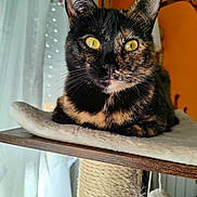 Nala participe au concours pour gagner de l'argent avec cette photo : animal, black_fur, cat, cat_tree, close_up, cozy, curtain, ears, feline, golden_eyes, indoor, orange_fur, orange_wall, pet, plush_bed, portrait, scratching_post, shelf, tortoiseshell_cat, whiskers