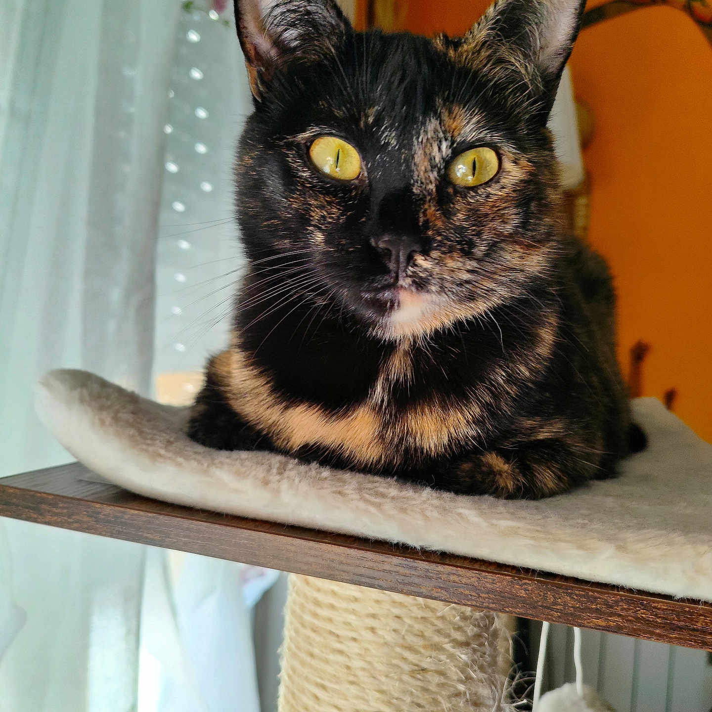 Nala