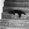 black_cat, cat, stairs, carpet, indoor, animal, pet, relaxing, feline, laying_down, texture, monochrome, black_and_white, quiet, home, curious, eyes, resting, still_life, cozy