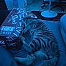 Jasper joined the competition — help win amazing prizes! barcode, blanket, blue_lighting, cardboard_box, cat, cozy, electronics, floor, hiding, indoor, lamp, living_room, paw, pet, playful, sams_cola_box, sofa, striped_fur, tabby_cat, tail
